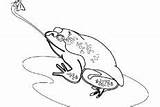 Coloring Pages Bullfrog Outline American Insect sketch template