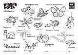 Minibeasts Coloring Trusts sketch template