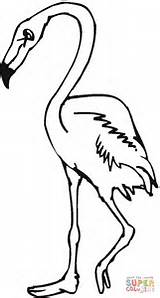 Flamingo Coloring Pages Flamingos Pink Bird Printable Clipart Book Drawing Birds Books Clip Popular Categories Supercoloring sketch template
