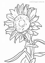 Sonnenblume Malvorlage Ausmalbilder Malvorlagen Sonnenblumen Ausdrucken Malen Pflanzen Ausmalbild Girasol Sunflowers Erwachsene öffnen Besuchen Schablonen Jelitaf Paginas sketch template