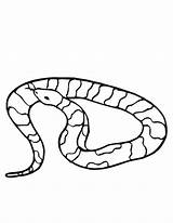 Sarpe Colorat Viper Cu Serpi Desene Vipera Snake Planse Hibernation Snakes Printmania Plansa sketch template