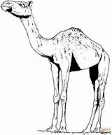 Dromedary Dromadaire Dromedario Camels Zum Caravan Afrika Afrikanische Supercoloring sketch template