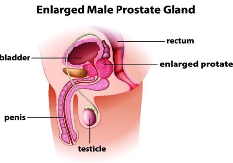 Prostate gland and masturbation