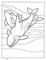 Coloring Whale Pages Humpback Getcolorings Printable Color sketch template