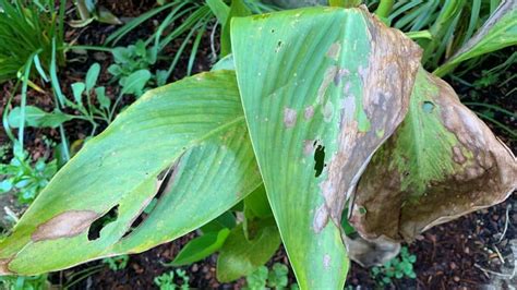 canna lily leaves turning brown   solutions