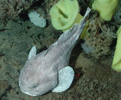 interesting facts   blobfish aquaviews