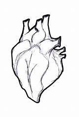 Heart Human Drawing Outline Real Drawings Clip Getdrawings Designs Clipartmag Harunmudak Clipart Paintingvalley sketch template