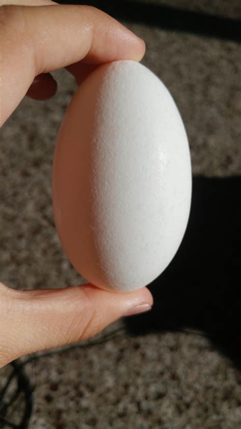 weirdly oval shaped egg rmildlyinteresting