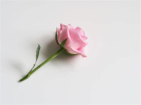 top  imagen pink background  roses thpthoanghoathameduvn