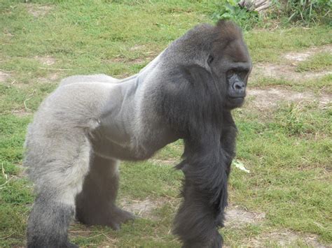 silverback gorilla posing  stock photo public domain pictures