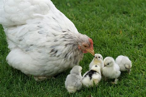 Das Huhn 10 Faszinierende Fakten über Hühner