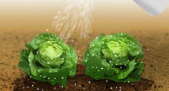 grow lettuce indoors  steps  pictures wikihow
