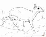 Mouse Deer Coloring Pages Lesser Drawing Printable Getdrawings Mule Supercoloring Categories sketch template