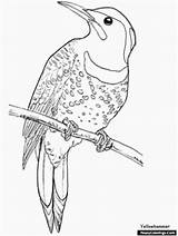 Oriole Yellowhammer Meerkat Shapes Coloringpagebook sketch template