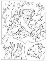 Koala Colorat Urs Planse Desene sketch template