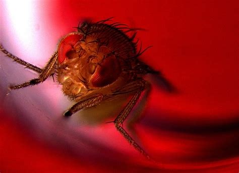 male fruit flies take pleasure in having sex the