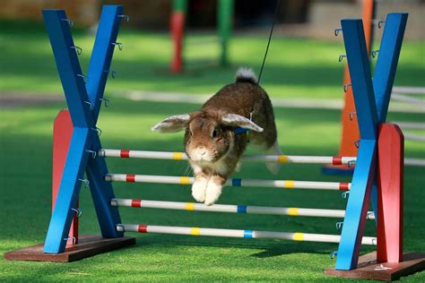 video bunny agility olympics petacular