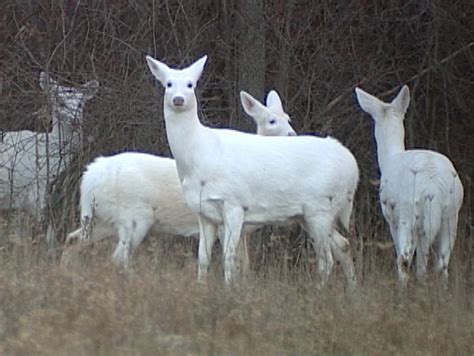 white deer picture  animal life