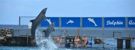 dolfijnen op curacao zwemmen knuffelen en duiken met dolfijnen
