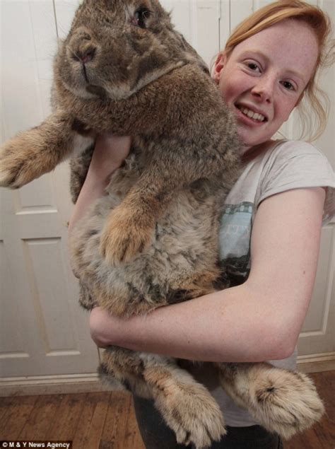 dünyanın en büyük tavşanı trt haber foto galeri