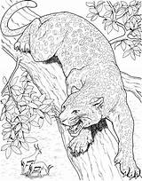 Leopard Coloring Pages Animals Tree Printable Coloriage Realistic Cat Adults Gif sketch template