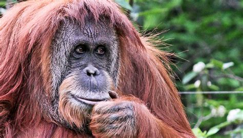 orangutan   million year  extinct apes closest relative laptrinhx