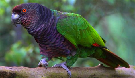 national bird  dominica amazona imperalis sisserou parrot