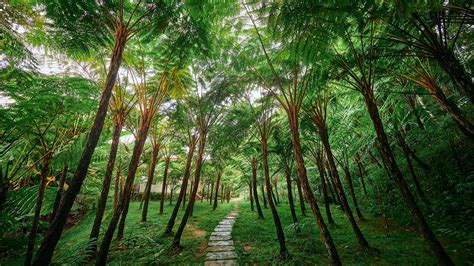 fern forest  doi inthanon national park  chiangmai province