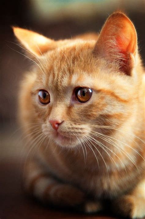 ginger cats images  pinterest cats baby cats  cute pets