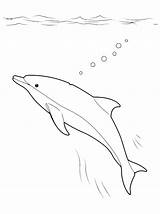 Delfino Delfini Delfin Oceano Disegnidacolorare Colorkid Coloradisegni Kolorowanki Unterwasserwelt Coloriage Submarino Marino Polpo Subacqueo Kolorowanka sketch template