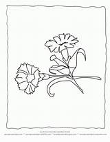 Carnation Wonderweirded источник sketch template