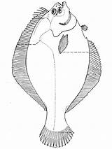 Coloring Pages Fish Flounder Recommended Color Flounders sketch template
