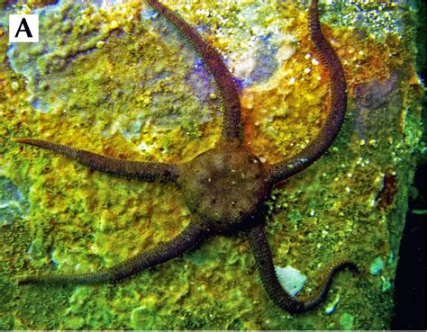 sciency thoughts   species  brittle star   early