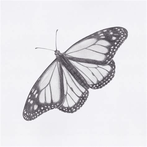 butterfly drawings  behance