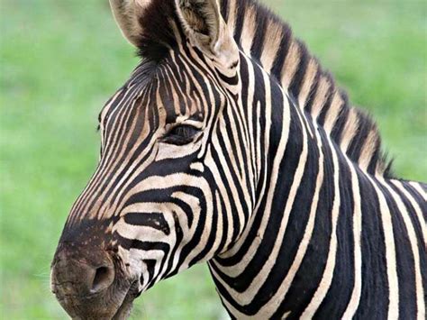 zebra   stripes bookyourhunt blog