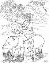 Javelina Pigs Wildschwein Waldtiere Boar Peccaries Malvorlage Supercoloring Tiere Malvorlagen Peccary Hog sketch template