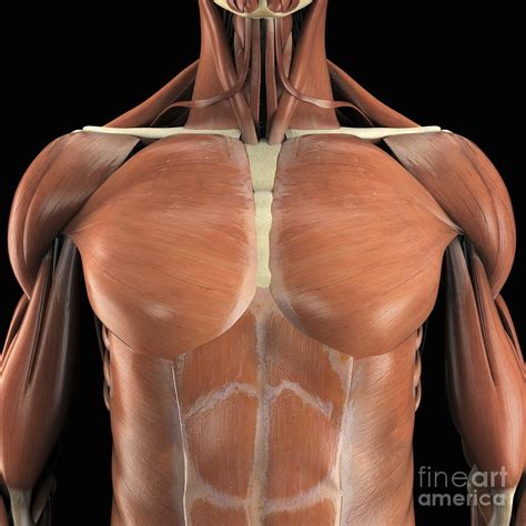 muscles   chest photograph  science picture  fine art