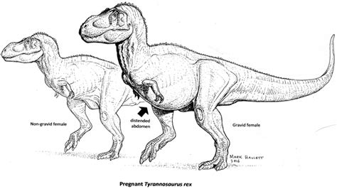 Pregnant T Rex Could Aid In Dino Sex Typing Nc State News