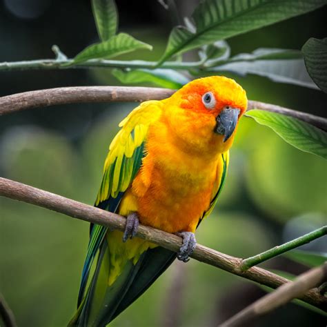 parrot history   interesting facts