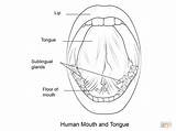 Tongue Lengua Colorare Humana Lingua Zunge Bocca Human Disegni Mund Menschen Bambini Ausmalbild Designlooter Anatomy sketch template