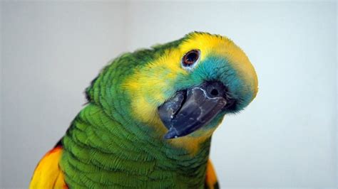 birdie  home  obnoxious amazon parrot animal bliss