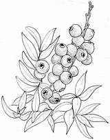 Bush Blueberries Botanical Drawn Webstockreview sketch template