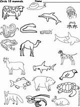 Mammals Science Reptiles sketch template