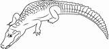 Caiman Coloring Pages Alligator Cuvier Coloringpages101 Designlooter Caimanes Color Template 22kb 365px sketch template