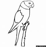 Parakeet Bird Kolorowanki Papugi Budgie Ptaki Designlooter 34kb 565px sketch template