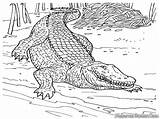Crocodile Mewarnai Buaya Realistic Coloringhome Crocodiles sketch template