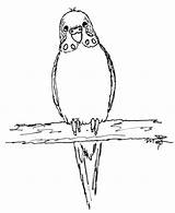 Budgie Coloring Pages Drawing Parakeet Getdrawings Bird sketch template