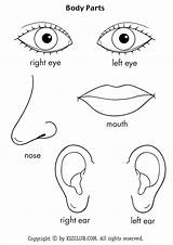 Body Parts Coloring Pages Kids Preschool Nose Eyes Mouth Activities Ears Kindergarten Worksheets Toddler Toddlers Theme Science Getdrawings Crafts Choose sketch template
