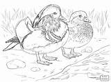 Pond Duck Drawing Getdrawings Ducks Coloring Pages sketch template
