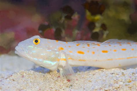 goby diamond sleeper goby ml